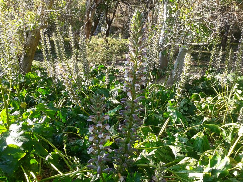 Acanthus mollis / Acanto comune, Branca orsina